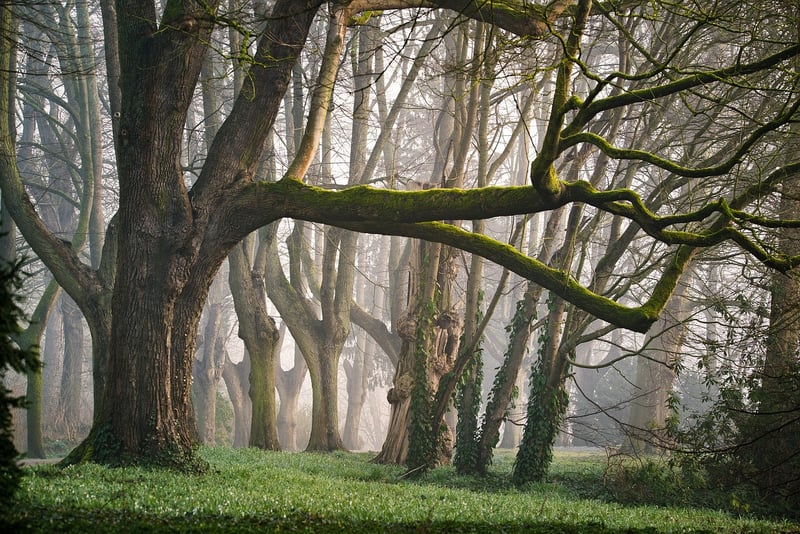 Fairy Tale Forest Parties